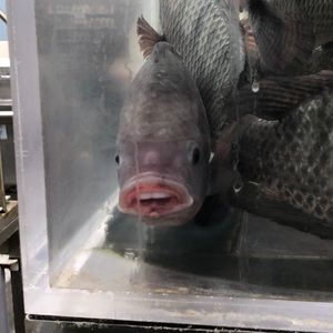 Meet your Posher, Ella